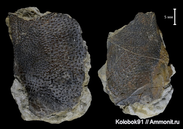 девон, рыбы, плакодермы, Placodermi, fish, Arthrodiriformes