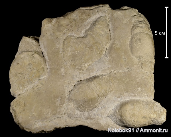 наутилоидеи