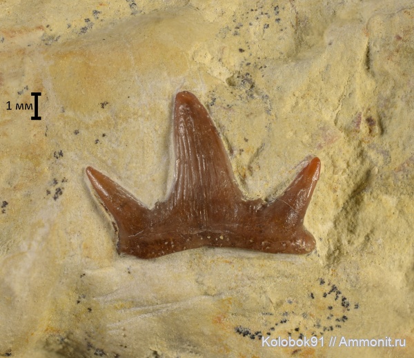 девон, рыбы, fish, Cladodoides