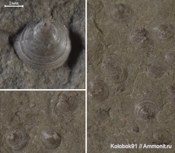 брахиоподы, кембрий, Homotreta gorjanskii, Homotreta