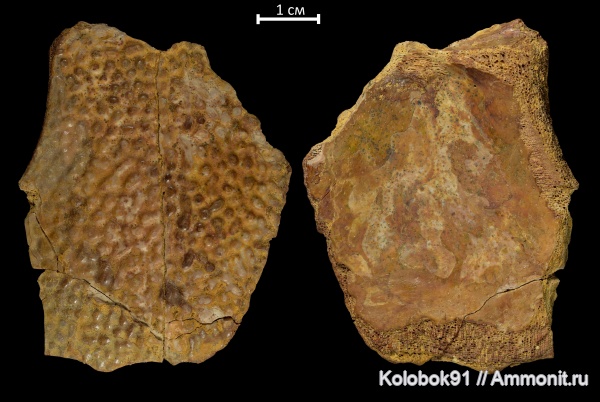 девон, рыбы, плакодермы, Placodermi, Bothriolepis, антиархи, Bothriolepis zadonica, Antiarchiformes