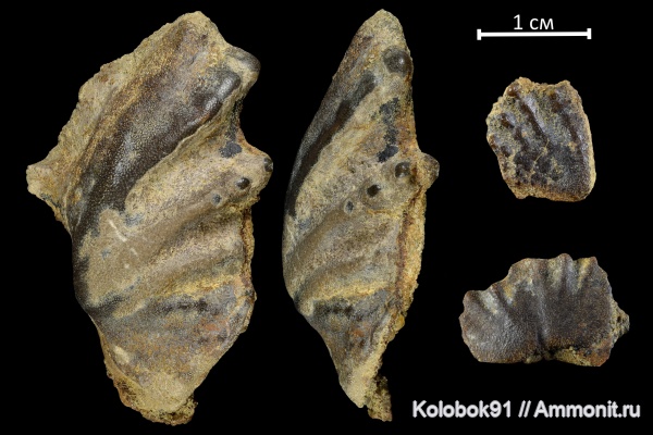 девон, рыбы, Sarcopterygii, Dipnoi, фамен, лопастеперые рыбы
