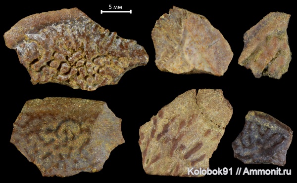 девон, рыбы, Sarcopterygii, Tetrapodomorpha