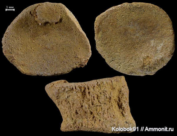 девон, рыбы, Sarcopterygii, Dipnoi, фран, лопастеперые рыбы