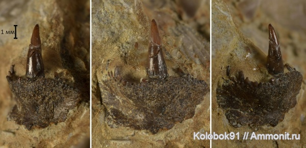 девон, рыбы, Sarcopterygii, fish, Osteolepiformes