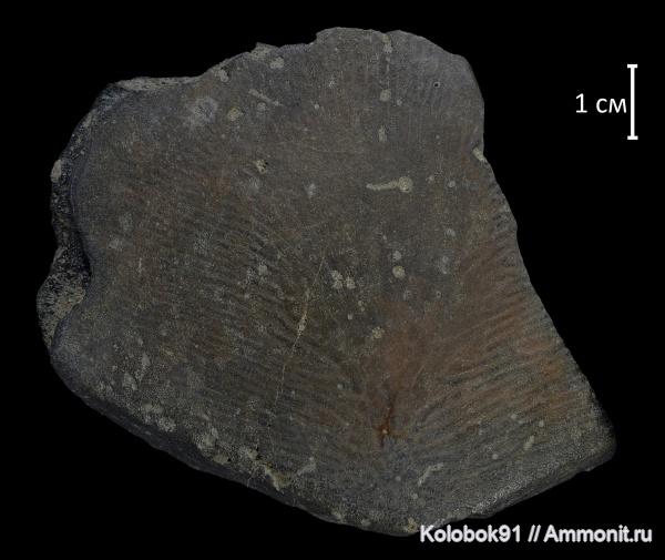 девон, рыбы, плакодермы, Placodermi, fish, Holonema, nuchale, Arthrodiriformes