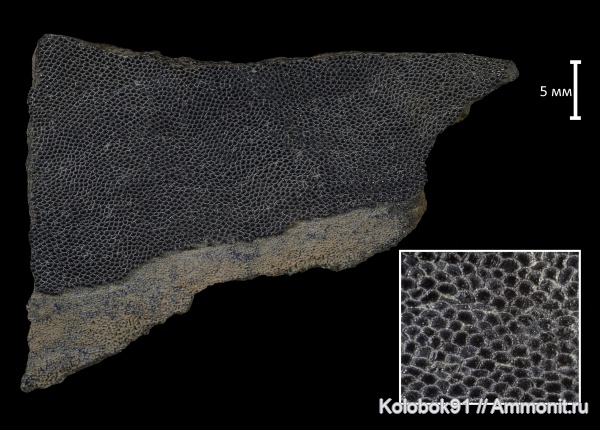 девон, Agnatha, бесчелюстные, Schizosteus