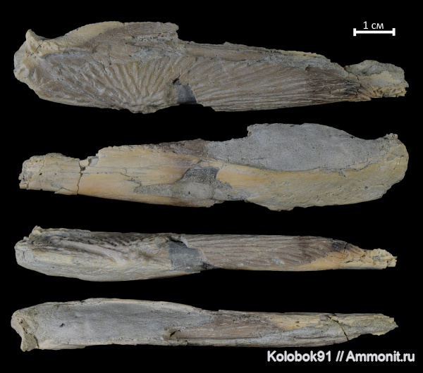триас, Benthosuchus, лабиринтодонты, Benthosuchidae, Benthosuchus korobkovi, Trematosauroidea