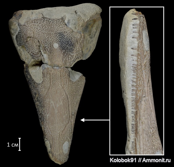 Benthosuchus, лабиринтодонты, Benthosuchidae, Benthosuchus korobkovi, Trematosauroidea