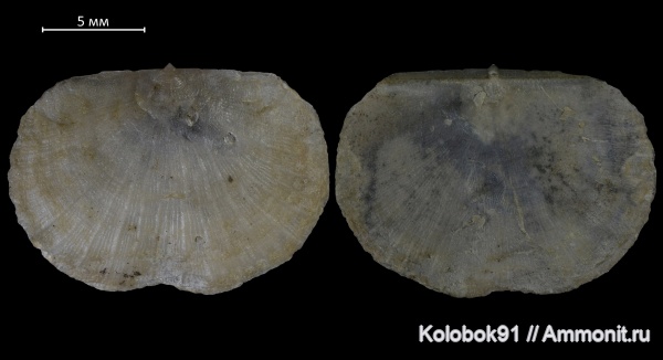 брахиоподы, девон, Stropheodonta, Nervostrophia, Nervostrophia fischeri