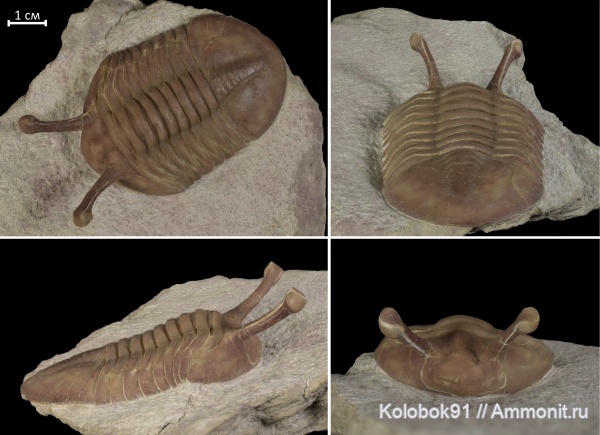 трилобиты, ордовик, Asaphus, членистоногие, Asaphus kowalewskii