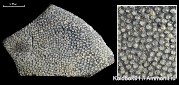 девон, рыбы, плакодермы, Placodermi, fish