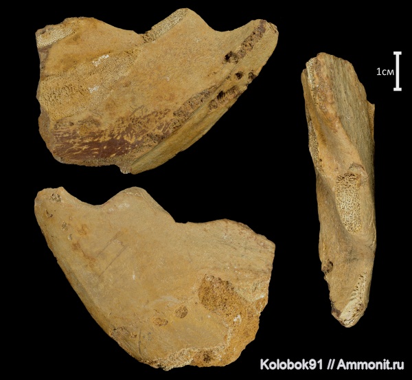 мел, химеры, Ischyodus, Chimaeriformes, Cretaceous, fish, Ischyodus gubkini