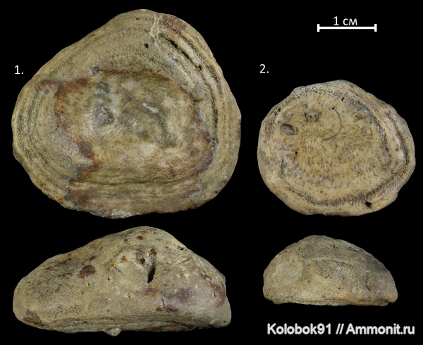 девон, кораллы, Devonian, верхний девон, Tabulata, Alveolites