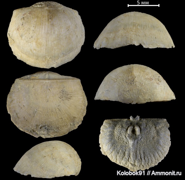 брахиоподы, девон, Douvilina, Douvillina aronovae