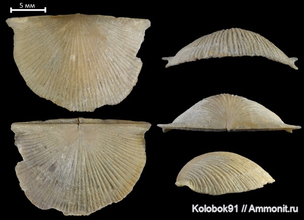 брахиоподы, девон, Douvilina, Douvillina dutertrii