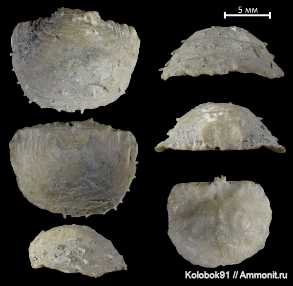 брахиоподы, девон, chonetipustula