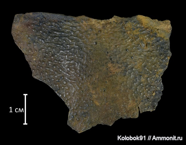 девон, рыбы, плакодермы, Placodermi, артродиры, fish, nuchale, Arthrodiriformes, Omalosteus