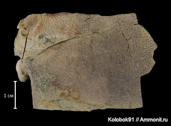 девон, рыбы, плакодермы, Placodermi, артродиры, Eastmanosteus, Eastmanosteidae, fish, Arthrodiriformes