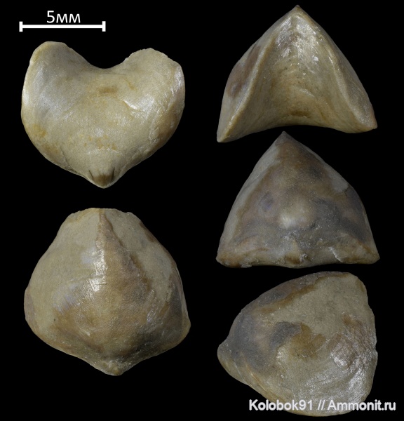 брахиоподы, девон, Pugnax, Pugnax voroni