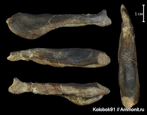 девон, рыбы, плакодермы, Placodermi, Ptyctodus, Ptyctodontida, fish, PTYCTODONTIDAE