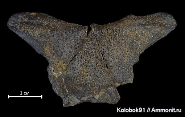 девон, рыбы, плакодермы, Placodermi, артродиры, fish, nuchale, Arthrodiriformes