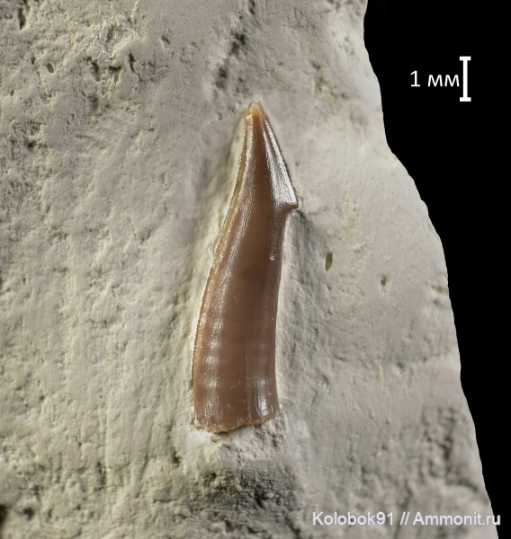 мел, рыбы, Enchodus, fish, Enchodus gladiolus