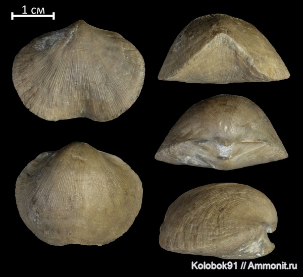 брахиоподы, девон, Schizophoria, Schizophoria grandis