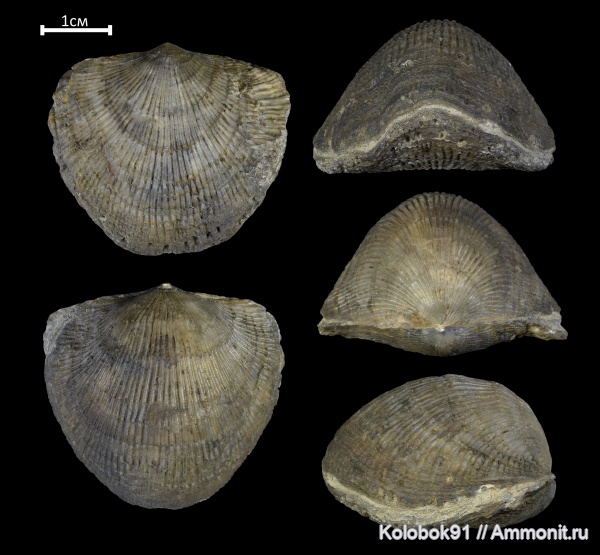 брахиоподы, девон, Atrypa, Atrypa vulgaris