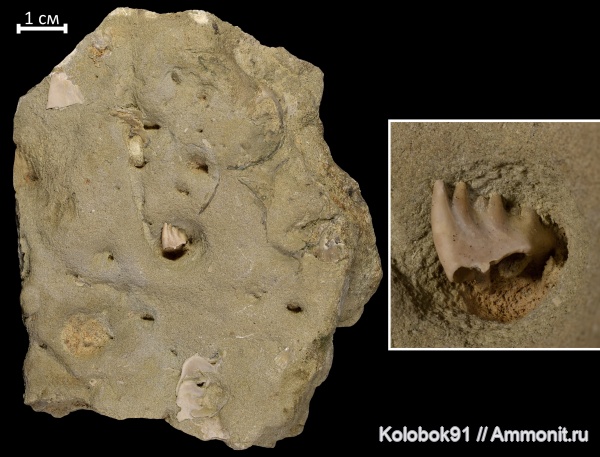 девон, ракообразные, Phyllocarida