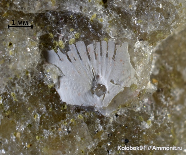 палеоген, рыбы, чешуя