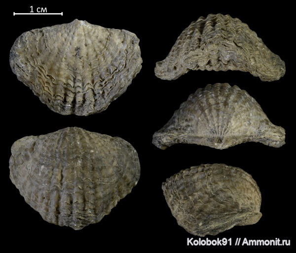 брахиоподы, девон, Spinatrypa