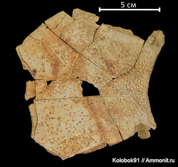 девон, рыбы, плакодермы, Placodermi, Bothriolepis, антиархи, Bothriolepis zadonica, Antiarchiformes