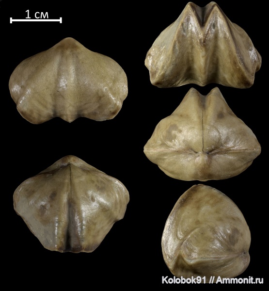 брахиоподы, девон, Leiorhynchus, Leiorhynchus biplicatus