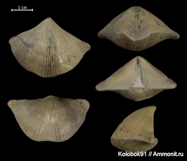 брахиоподы, девон, Cyrtospirifer, Cyrtospirifer schelonicus