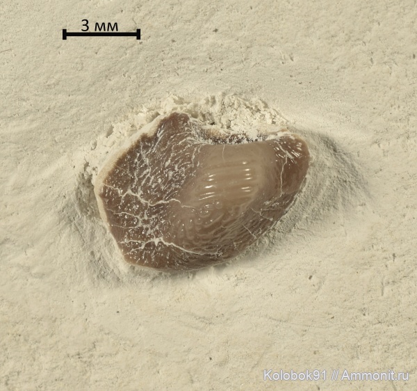 мел, Ptychodus, Ptychodus mammillaris, Cretaceous, fish