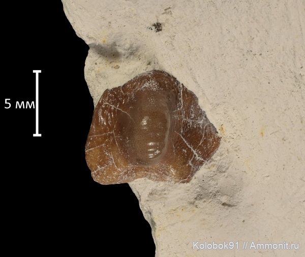 мел, Ptychodus, Cretaceous, fish, ptychodus anonymus