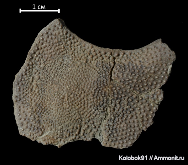 девон, рыбы, плакодермы, Placodermi, plourdosteus, fish, Arthrodiriformes