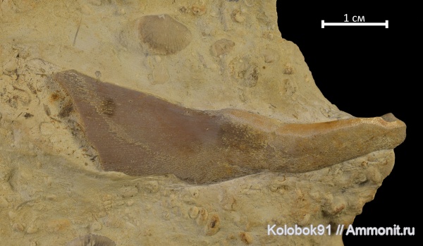 девон, рыбы, плакодермы, Placodermi, fish, Arthrodiriformes, Mylostomatidae, infragnathals
