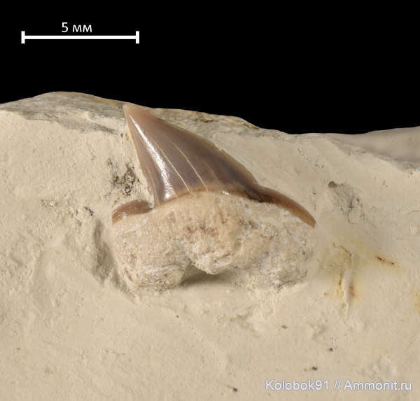 мел, акулы, Squalicorax, Cretaceous, fish, Squalicorax falcatus