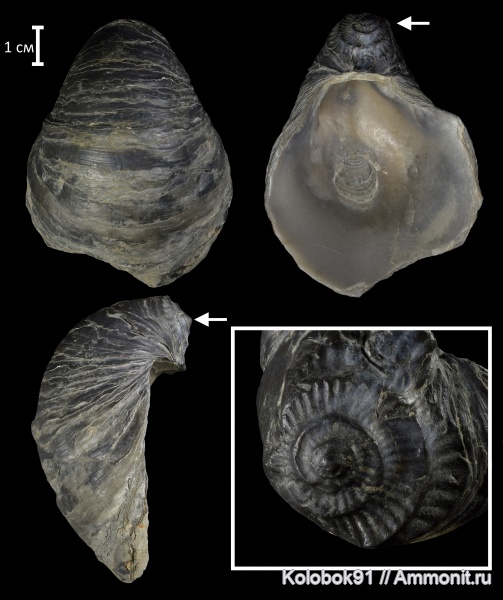 двустворчатые моллюски, келловей, Gryphaea, Gryphaea dilatata, Jurassic, ксеноморфизм, xenomorphism