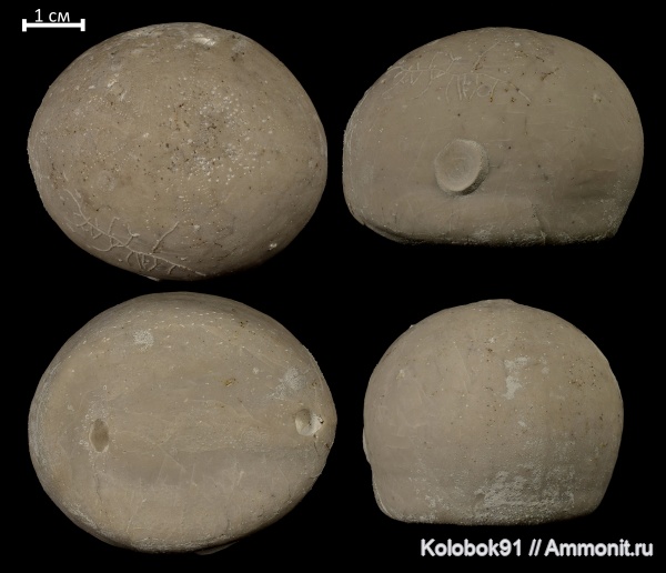 морские ежи, иглокожие, мел, Bryozoa, Echinocorys, Foraminifera, Echinocorys duponti