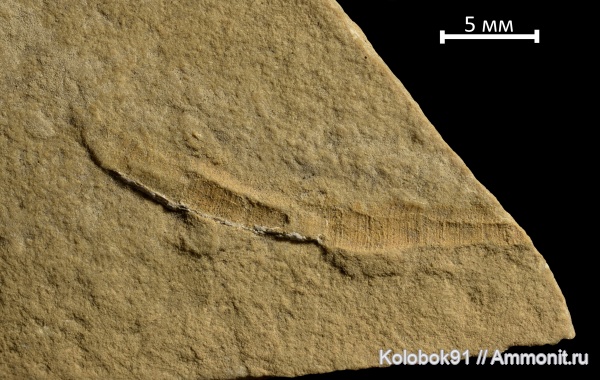 кембрий, Якутия, проблематики, хиолительминты, Hyolithelmintida