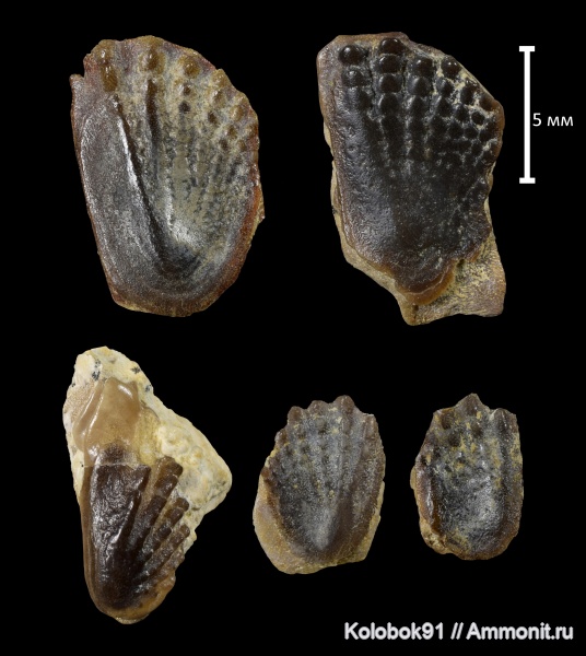 девон, рыбы, Sarcopterygii, Dipnoi, фамен, лопастеперые рыбы