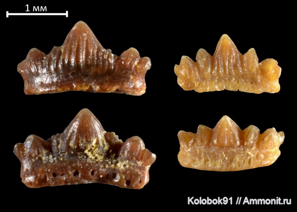 девон, рыбы, Protacrodus, fish