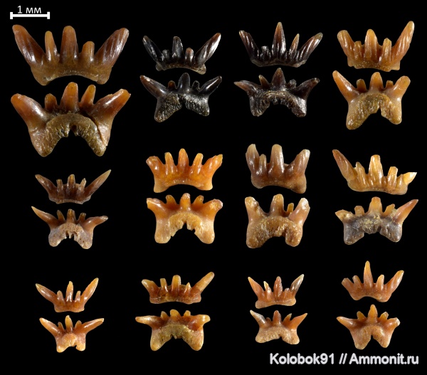 девон, рыбы, Elasmobranchii, Phoebodontidae, Phoebodus, Phoebodontiformes