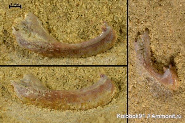 девон, рыбы, плакодермы, Placodermi, fish, Arthrodiriformes