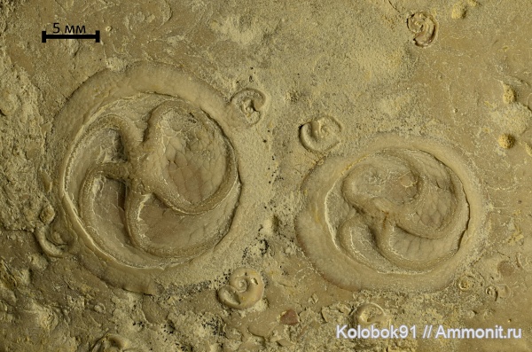 иглокожие, девон, Edrioasteroidea, Lepidodiscus, Lepidodiscus ephraemovianus