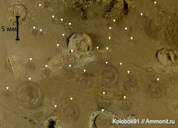 иглокожие, девон, Microconchida, Edrioasteroidea, Lepidodiscus, Lepidodiscus ephraemovianus