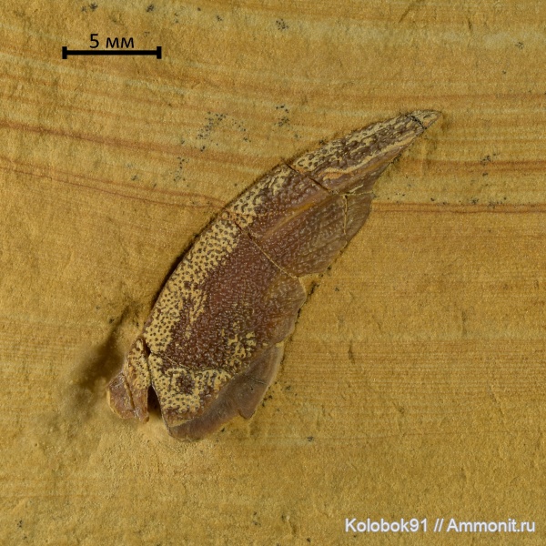 девон, рыбы, fish